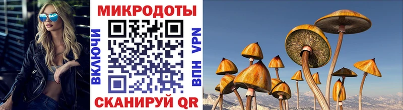 Галлюциногенные грибы Psilocybe  Купить закладки  Гдов 